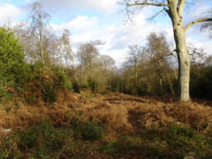 Pear Wood