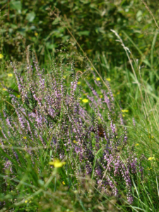 Stanmore Common Long Nature Trail
