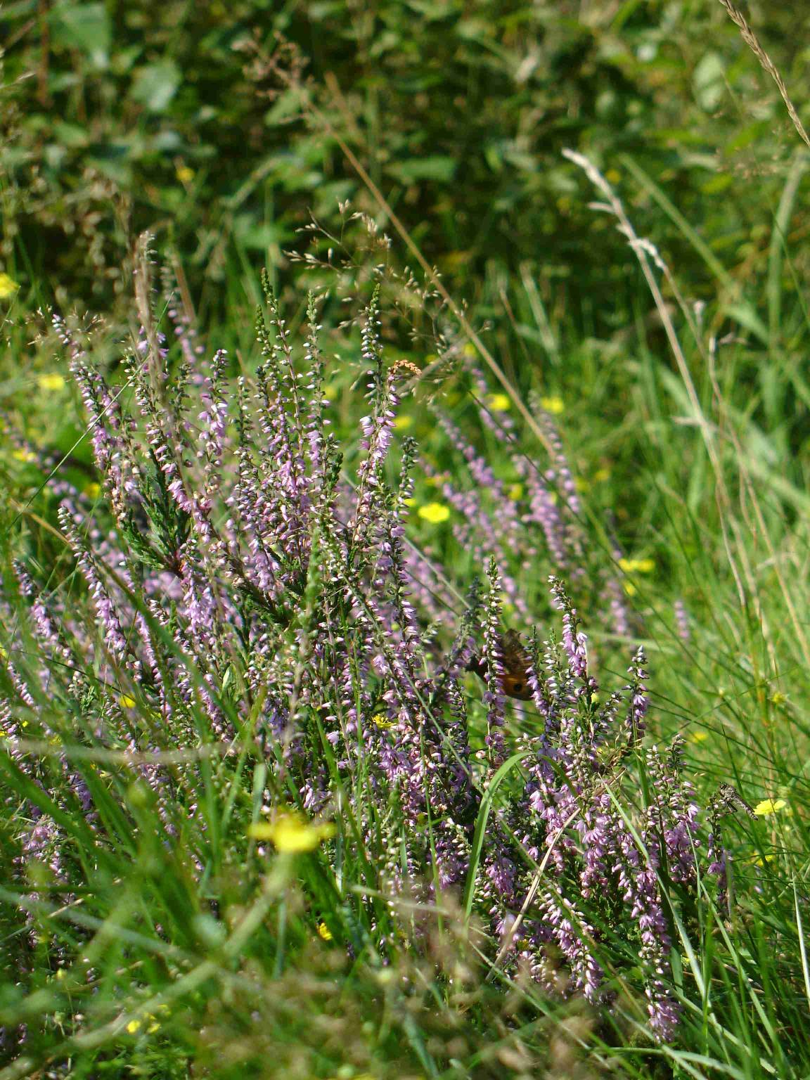 Stanmore Common Long Nature Trail