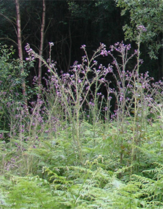 Dragonfly Hunt – Brockley Hill Open Space / Sun, Jul 26, 2026