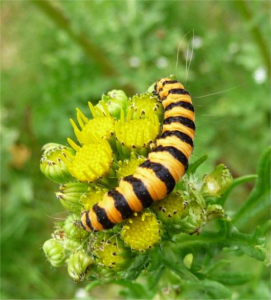 Stanmore Country Park Nature Trail