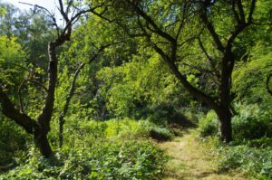 Conservation Working Party Lady Gilberts Orchard Nov.7th, 2026 10:30 AM – 3:00 PM