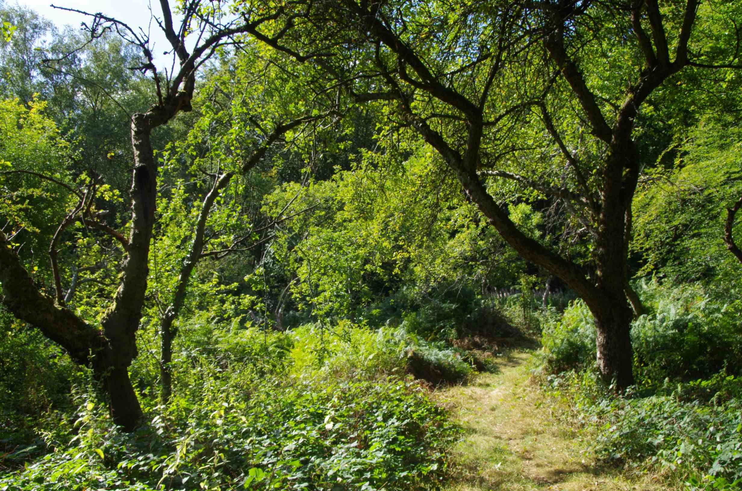 Conservation Working Party Lady Gilberts Orchard Oct. 3rd, 2026 10:30 AM – 3:00 PM