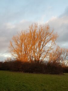 Conservation Working Roxbourne Rough – New planted tree care and general tidy / Sunday September 27th, 2026 10am to 1 pm