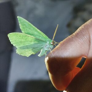 Exploring Nature – Night Creatures: Bats, moths and more? /Saturday September 12, 2026 8pm – 11pm
