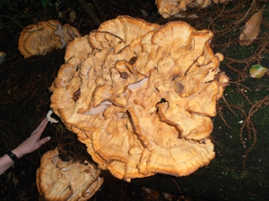 A large flat fungus with a human hand for scale