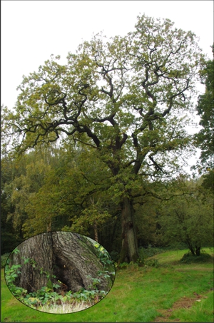 A young oak tree with an obvious hollow at the base