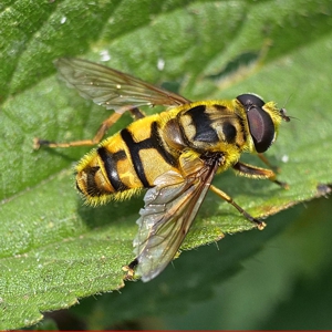 A yellow and black hoverfly with a black shape like the batman icon on its thorax