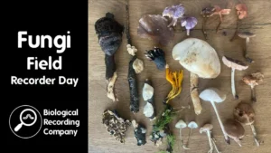 Fungi Field Recorder Day Monday 2nd November 2026