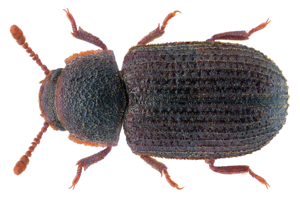 A handsome brown and black beetle
