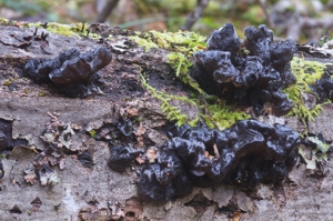 A black jelly fungus on a piece of wood