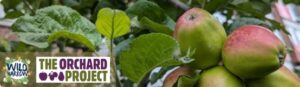 Orchard Care Workshop Sunday 15th November 2026